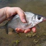 Fishing for silverfish at Fehérvárcsurgó